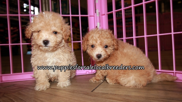 Precious Maltipoo Puppies for sale Atlanta Georgia