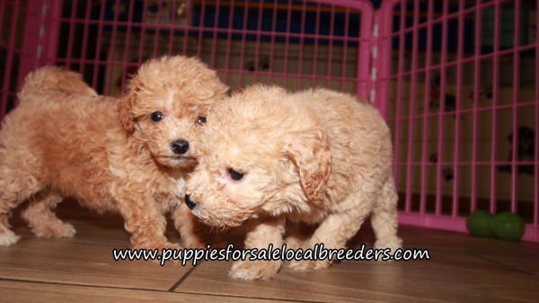 Cute Bichon Poo Puppies for sale Atlanta Georgia