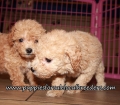 Cute Bichon Poo Puppies for sale Atlanta Georgia