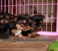 Pretty Yorkie Puppies for sale Atlanta Georgia