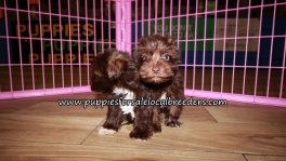 Cute Mini Schnauzer  Puppies for sale Atlanta Georgia