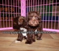 Cute Mini Schnauzer  Puppies for sale Atlanta Georgia