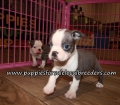 Cute Boston Terrier Puppies for sale Atlanta Georgia
