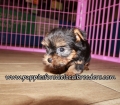 Cute Yorkie Puppies for sale Atlanta Georgia