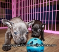 Cute French Bulldog Puppies for sale Atlanta Georgia