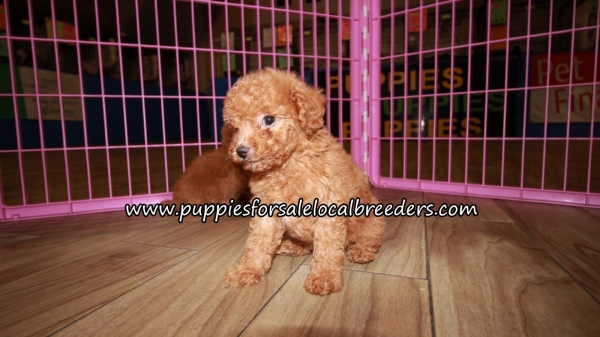 Puppies For Sale Local Breeders Cute Red Poodle Puppies