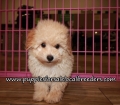 Cute Maltipoo Puppies for sale Atlanta Georgia