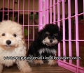 Cute Maltipoo Puppies for sale Atlanta Georgia