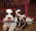 Cute Shih Tzu Puppies for sale Atlanta Georgia
