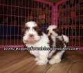 Cute Shih Tzu Puppies for sale Atlanta Georgia