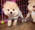 Gorgeous  Pomeranian Puppies for sale Atlanta Georgia