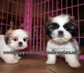 Gorgeous Shih Tzu Puppies for sale Atlanta Georgia