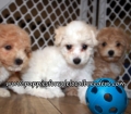 Gorgeous Bichon Poo Puppies for sale Atlanta Georgia