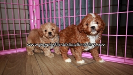 Perfect Cavapoo Puppies for sale Atlanta Georgia