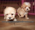 Nice Maltipoo Puppies for sale Atlanta Georgia