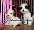 Nice Morkie Puppies for sale Atlanta Georgia
