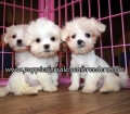 Nice Malti Tzu Puppies for sale Atlanta Georgia