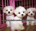 Nice Malti Tzu Puppies for sale Atlanta Georgia
