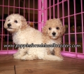 Nice Bichon Poo Puppies for sale Atlanta Georgia