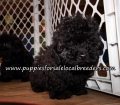 Super Cute Poodle Puppies for sale Atlanta Georgia