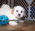 Super Cute Shihpoo Puppies for sale Atlanta Georgia