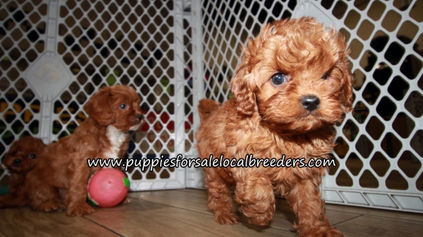 Super Cute Cavapoo Puppies for sale Atlanta Georgia
