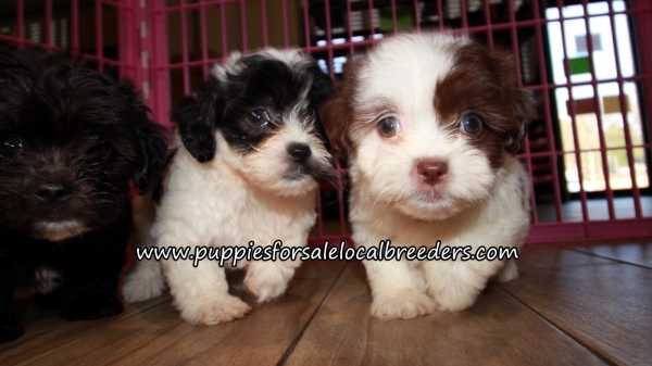 Happy Shih Poo Puppies for sale Atlanta Georgia