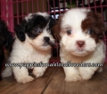 Happy Shih Poo Puppies for sale Atlanta Georgia