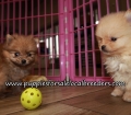 Happy Pomeranian Puppies for sale Atlanta Georgia