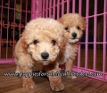 Happy Bichon Poo Puppies for sale Atlanta Georgia