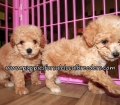 Happy Bichon Poo Puppies for sale Atlanta Georgia