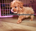 Happy Cavapoo Puppies for sale Atlanta Ga