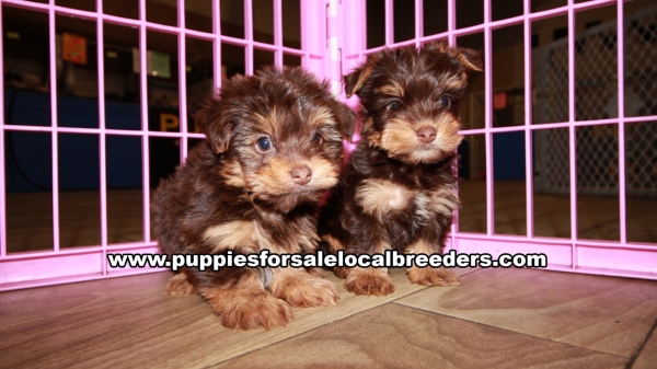Very Pretty Yorkie Puppies for sale Atlanta Georgia