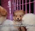 Very Pretty Pomeranian Puppies for sale Atlanta Georgia