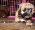 Very Pretty Shih Poo Puppies for sale Atlanta Georgia