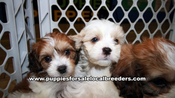 Very Beautiful Cavachon Puppies for sale Atlanta Georgia