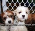 Very Beautiful Cavachon Puppies for sale Atlanta Georgia