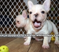 Very Beautiful French Bulldog Puppies for sale Atlanta Georgia