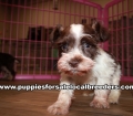 Lovable Mini Schnauzer Puppies for sale Atlanta Georgia