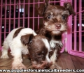 Lovable Mini Schnauzer Puppies for sale Atlanta Georgia