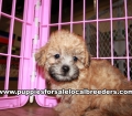 Lovable Shihpoo Puppies for sale Atlanta Georgia