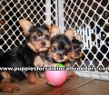 Lovable Yorkie Puppies for sale Atlanta Georgia