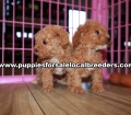 Lovable Poodle Puppies for sale Atlanta Georgia