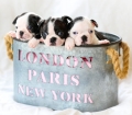 Baby Boston Terrier Puppies for sale Atlanta Georgia