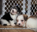 Baby Morkie Puppies for sale Atlanta Georgia