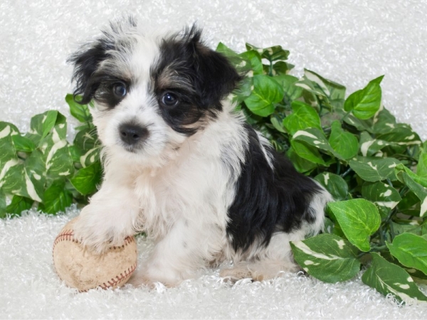 Baby Morkie Puppies for sale Atlanta Georgia