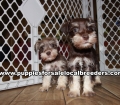 Baby Mini Schnauzer Puppies for sale Atlanta Georgia