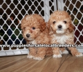 Baby Maltipoo Puppies for sale Atlanta Georgia