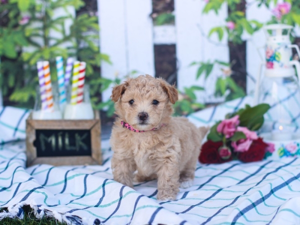 Baby Maltipoo Puppies for sale Atlanta Georgia