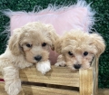 Perfect Maltipoo Puppies for sale Atlanta Georgia